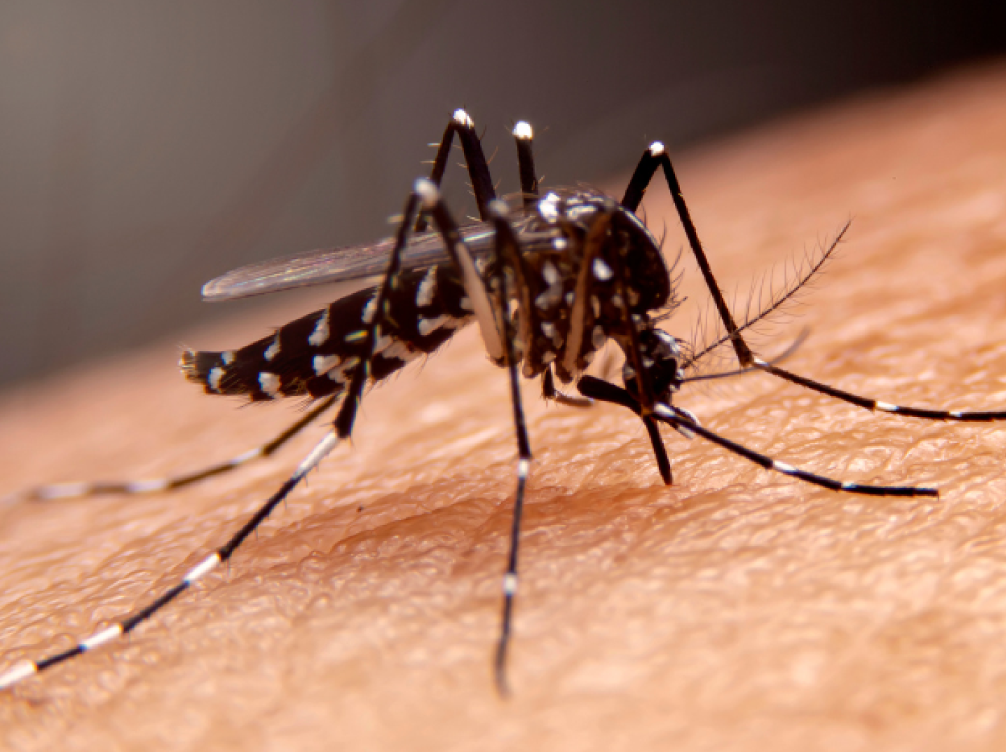 OPAS pede intensificação de esforços para combater a dengue